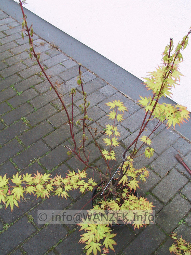 Acer palmatum Orange Dream - Pilzkrankheit Verticillium 03.JPG